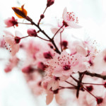 flores de arbol de almendra