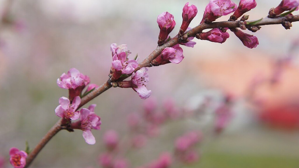 ALMENDRO o Árbol de Almendras: Aquí te cuento todo - 2019